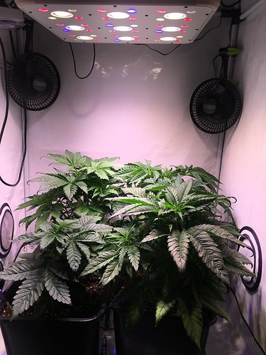Growreport Bild 2