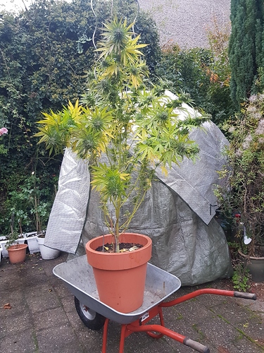 Growreport Bild 7