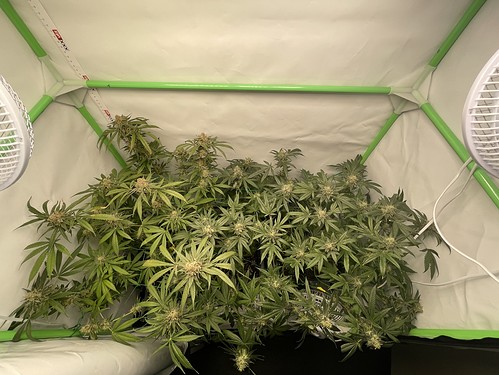 Growreport Bild 16