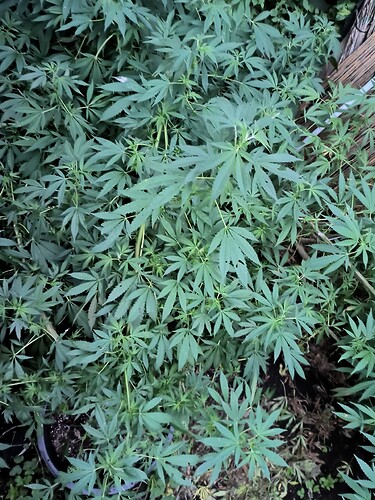 Growreport Bild 5