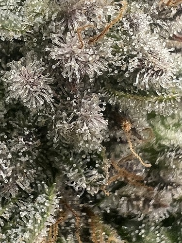Growreport Bild 23