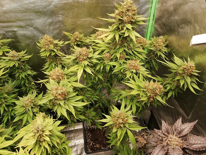 Growreport Bild 1