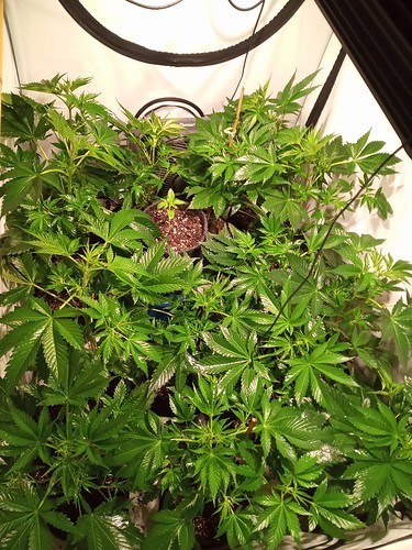 Growreport Bild 28
