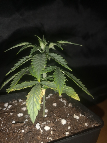 Growreport Bild 4