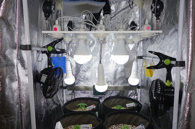 Vier kleine Cannabispflanzen in Vliestöpfen unter LED-Lampen in einer Growbox.