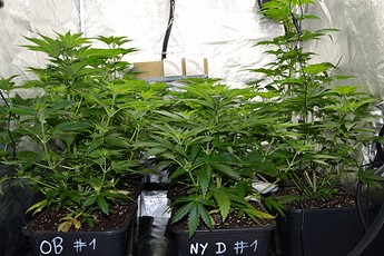 Growreport Bild 6