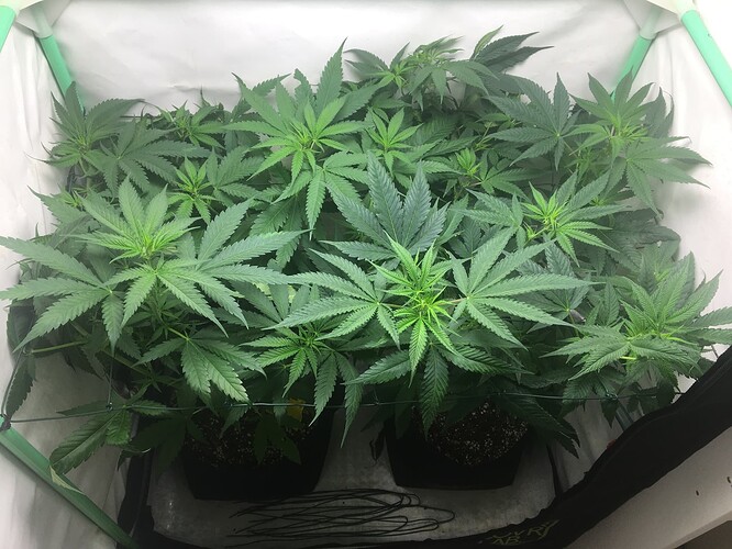 Growreport Bild 19
