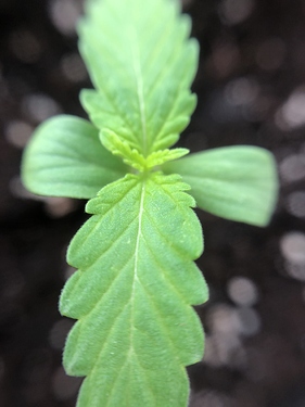 Growreport Bild 49