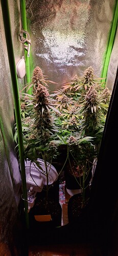 Growreport Bild 3