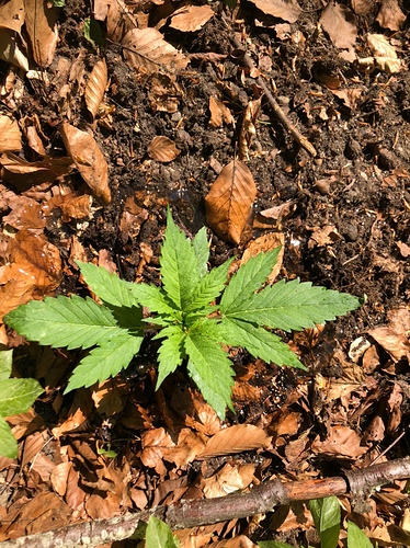 Growreport Bild 8