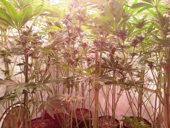 Growreport Bild 8