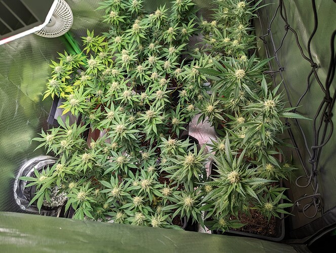 Growreport Bild 6