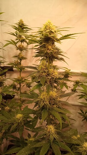 Growreport Bild 17