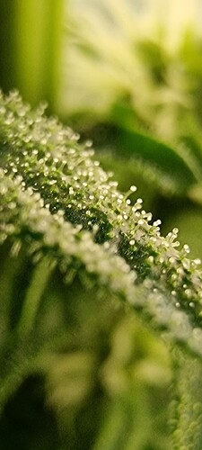 Growreport Bild 1