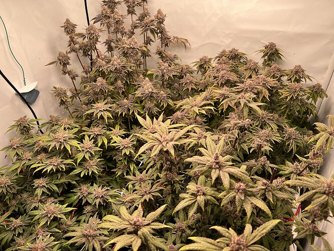 Growreport Bild 9