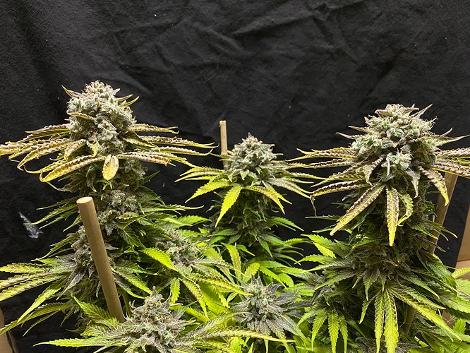 Growreport Bild 1