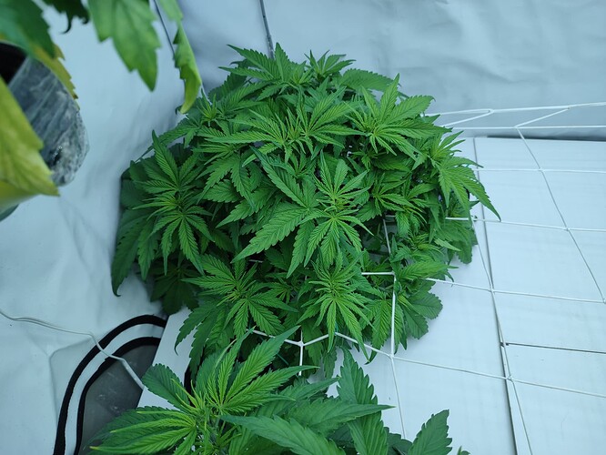 Growreport Bild 45