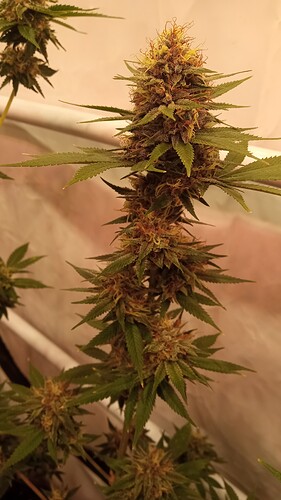 Growreport Bild 4