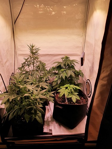 Growreport Bild 2
