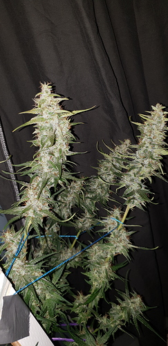 Growreport Bild 6
