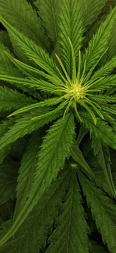 Growreport Bild 2