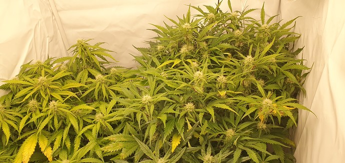 Growreport Bild 6