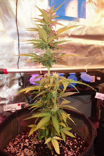 Growreport Bild 5
