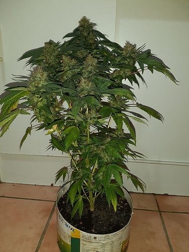 Growreport Bild 4