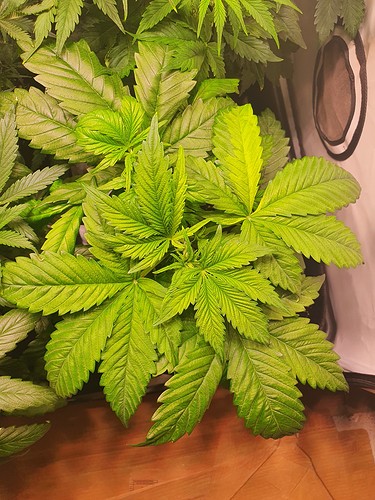 Growreport Bild 10