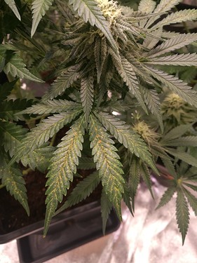Growreport Bild 3