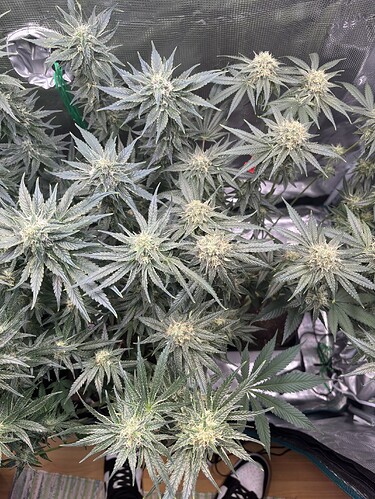 Growreport Bild 22