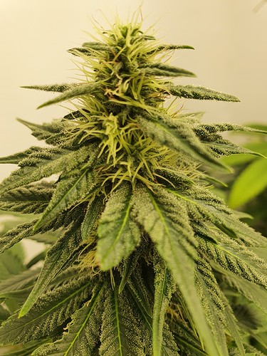 Growreport Bild 1