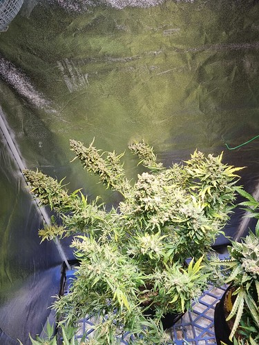 Growreport Bild 5