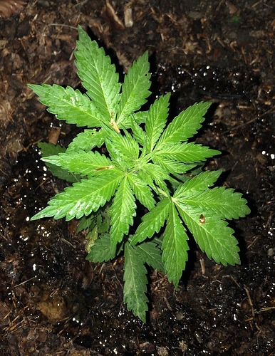 Growreport Bild 50