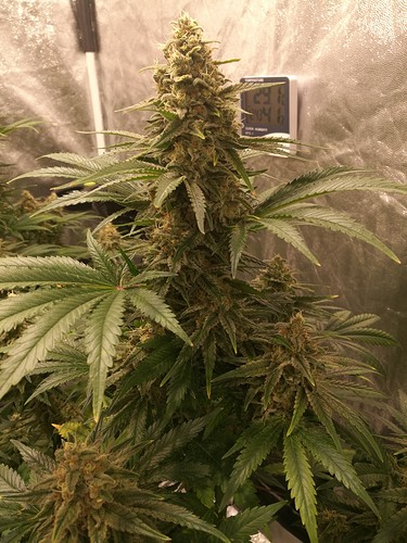 Growreport Bild 5