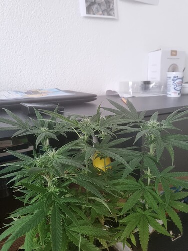 Growreport Bild 4