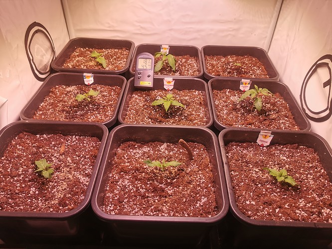 Growreport Bild 2