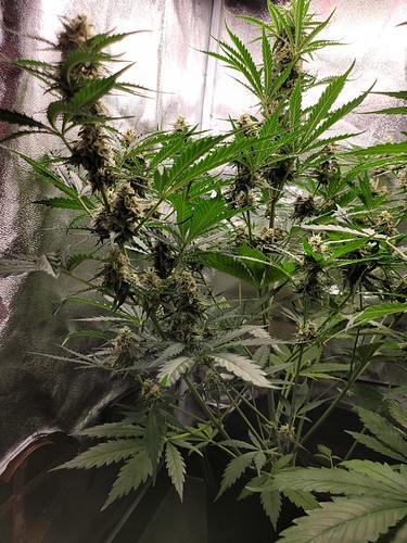 Growreport Bild 2