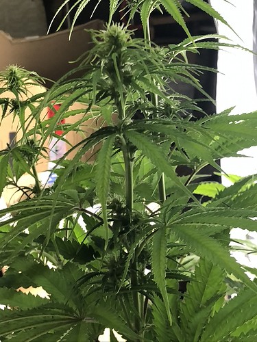 Growreport Bild 9