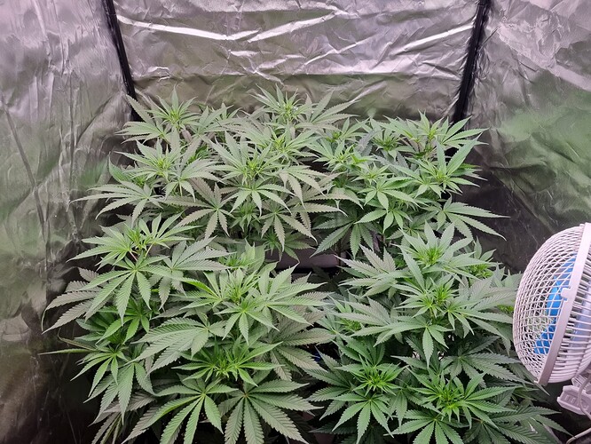 Growreport Bild 32
