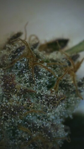 Growreport Bild 1
