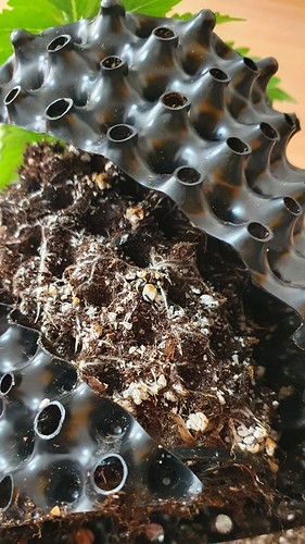 Growreport Bild 9