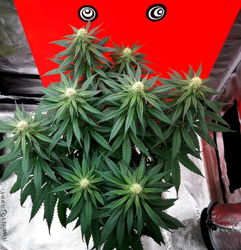 Growreport Bild 7