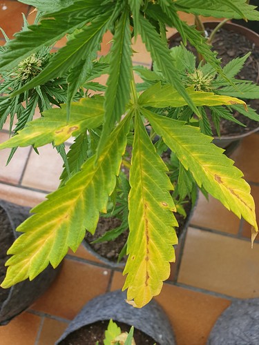 Growreport Bild 16
