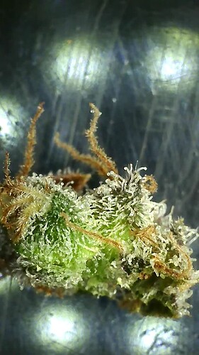 Growreport Bild 44