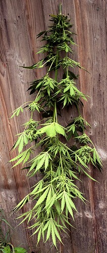 Growreport Bild 25