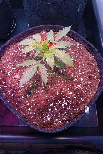 Growreport Bild 6
