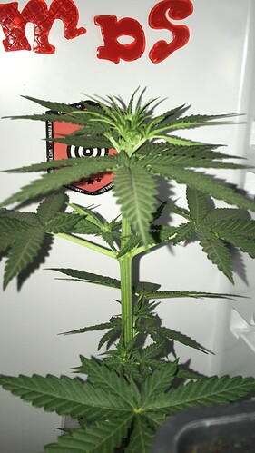Growreport Bild 12