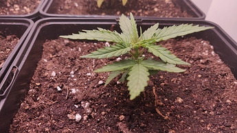 Growreport Bild 6