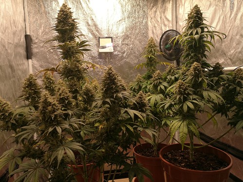 Growreport Bild 14